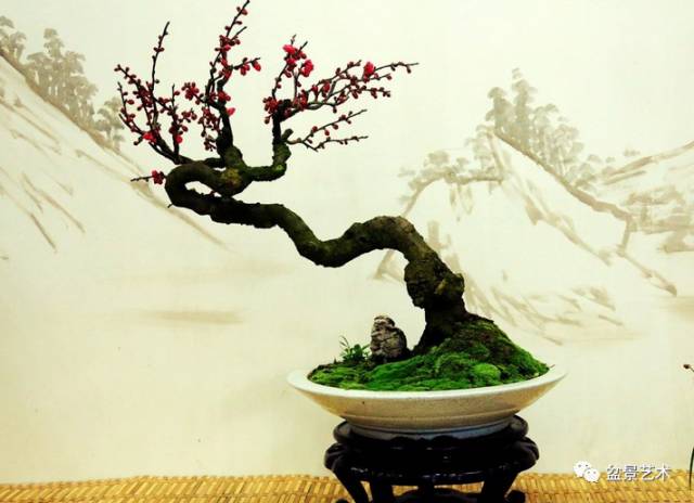 盆栽梅花的栽培管理