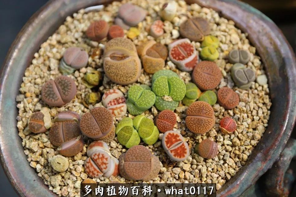 皱叶荚蓬,皱叶荚,皱叶(第6页)_大山谷图库
