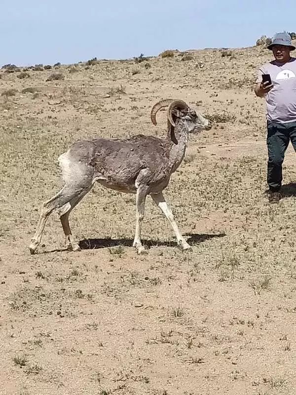 头条赞苏尼特左旗及时救助了一只成年母盘羊