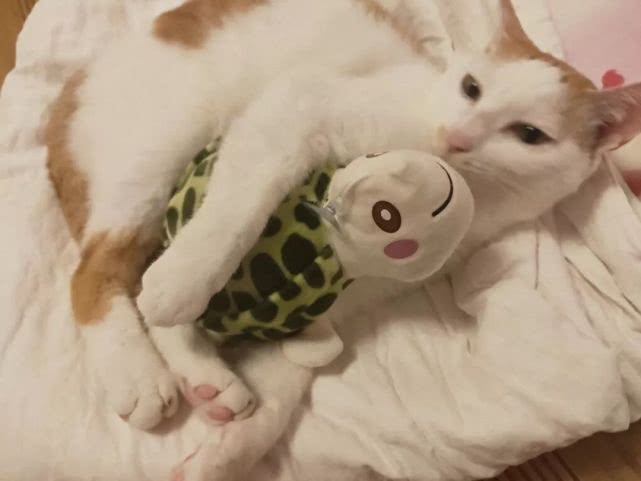 猫咪被主人打扮成小蜜蜂造型,戴上帽子一瞬间猫咪呆住了