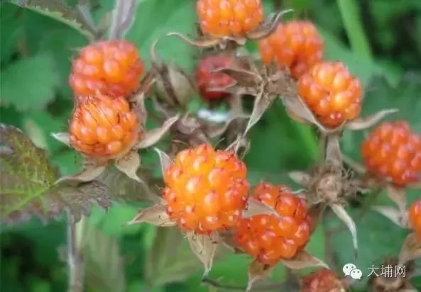 龙川,深山里的这些山货,你有钱也难吃到了