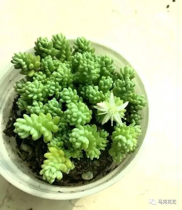 超全多肉集锦,不看你都不知道你家多肉还有个这么好听的名字!_白姬