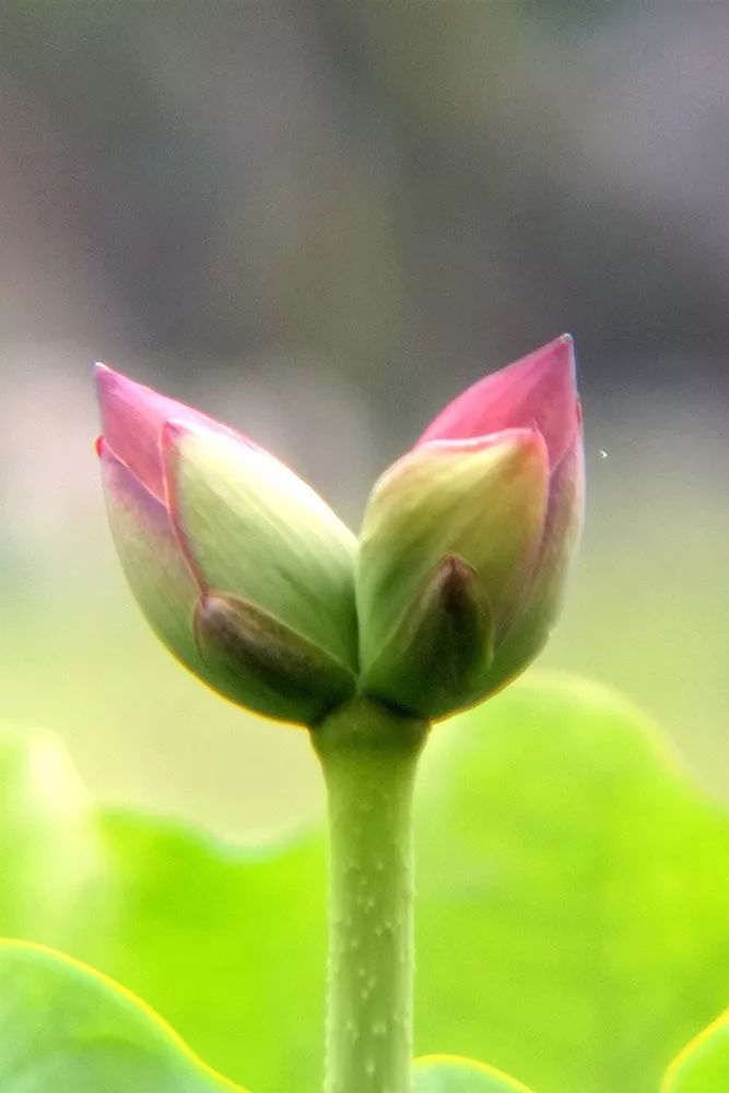 作品名称:《并蒂莲》摄影:老吕(3群)手机型号:华为p20pro拍摄地:深圳