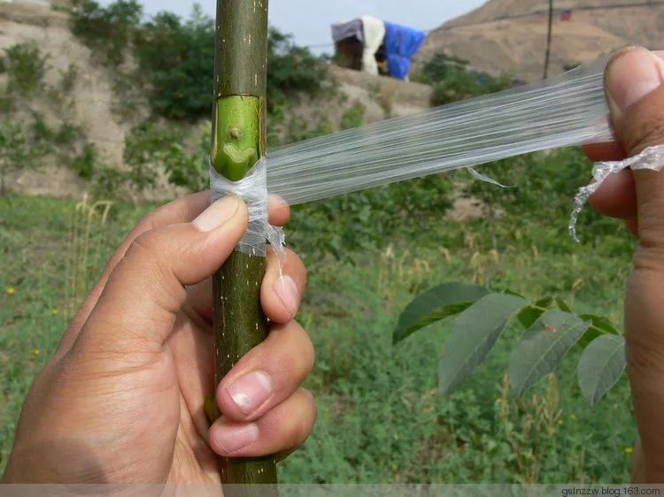 夏天核桃嫁接正当时方块形芽接技术