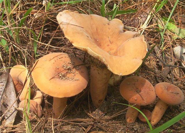 这个野生蘑菇人称它为奶浆菌山林中遇见请珍惜