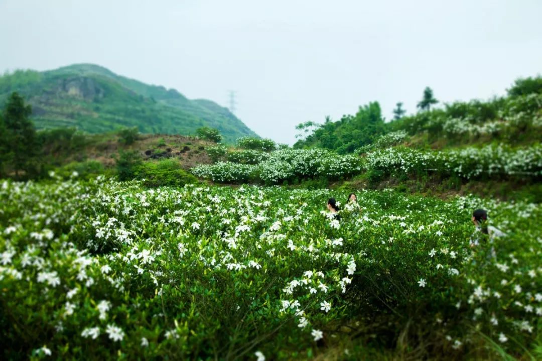 万亩栀子花海即将怒放这两处花香地可不要错过