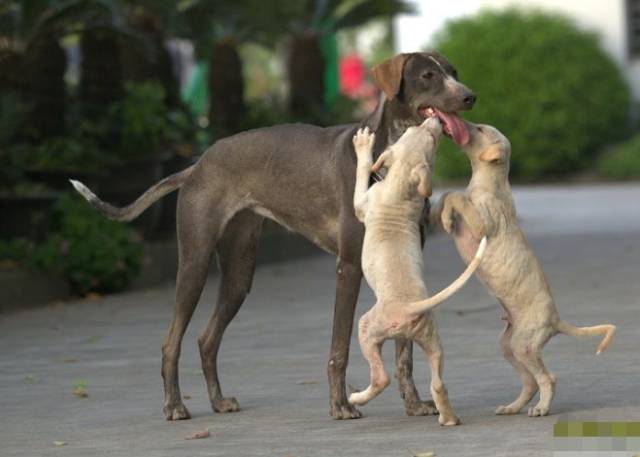 曾经蒙古帝国的战犬蒙古细犬