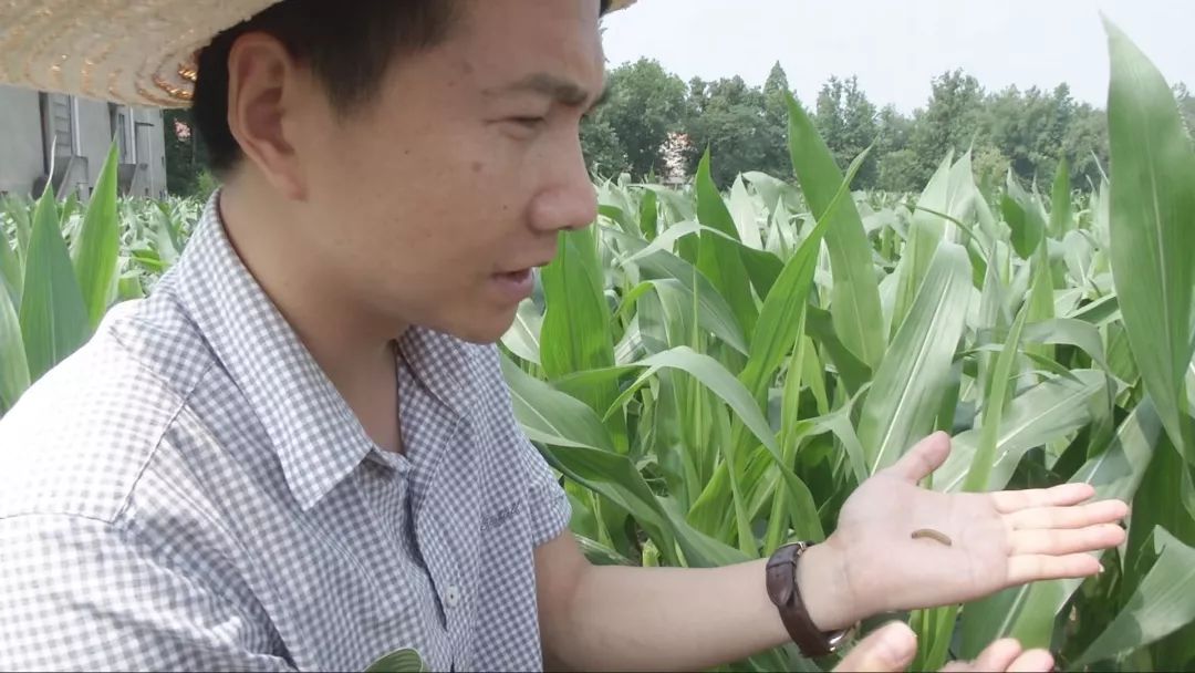 草地贪夜蛾已现汉川,汉川农技专家教你这样防治幺蛾子!