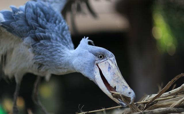 鯨頭鸛:一隻敢攻擊鱷魚的鳥類_生活