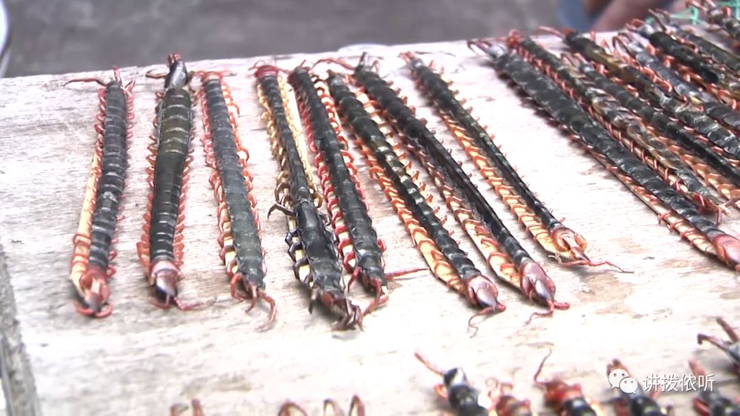 抓蜈蚣致富舟山蜈蚣达人日入两三百