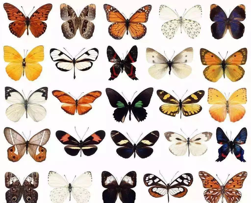 【旅游资讯】六一节看蝴蝶吃雪糕!文末有福利哦!