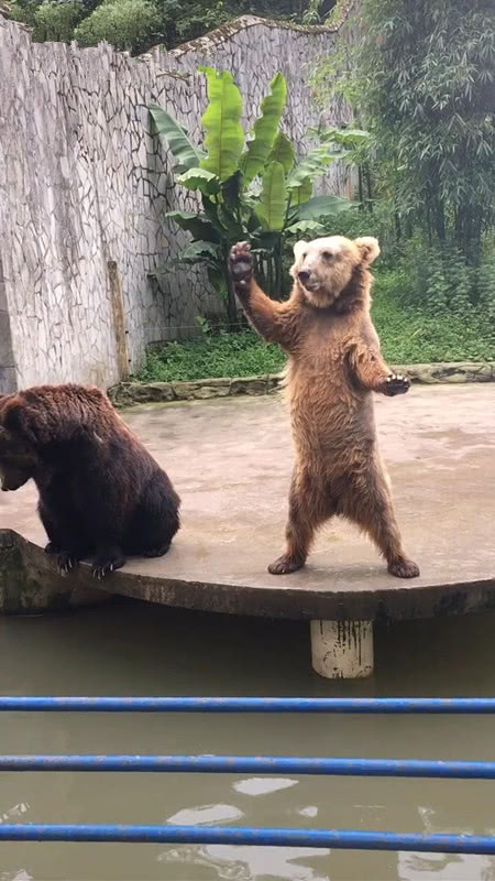 黑熊站在圈子里对着游客不停招手熊进来玩啊里面可好玩了