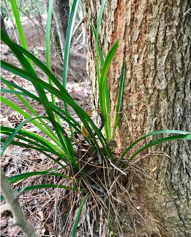 嵩县野生兰花分布图片