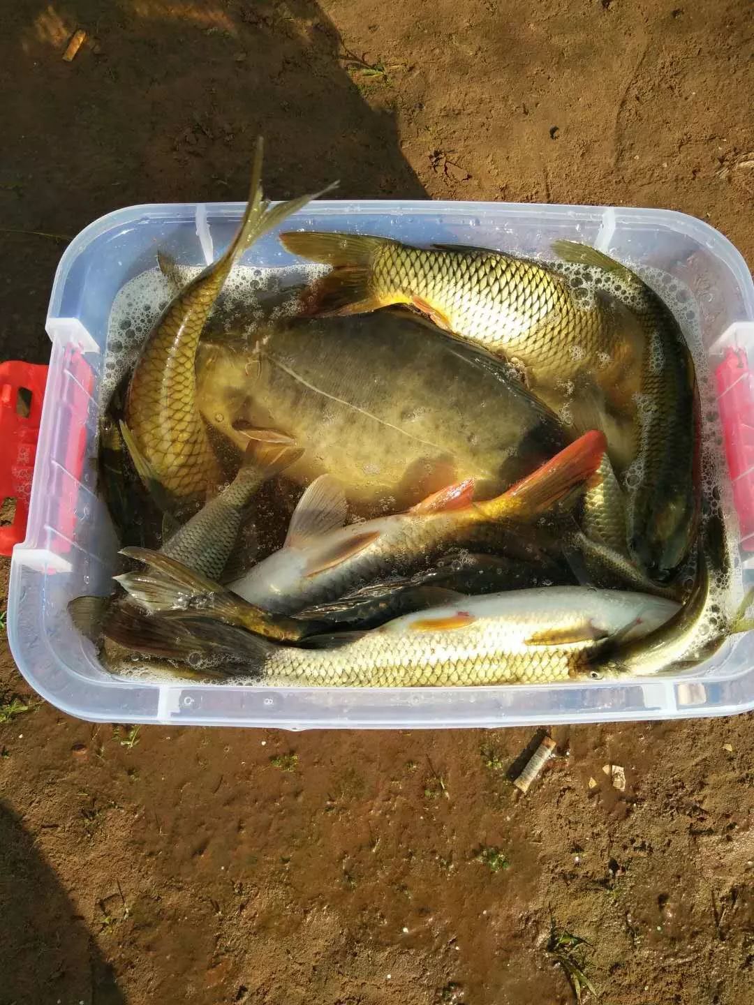 夏季野钓鲤鱼的技巧和饵料搭配