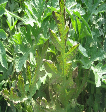 西瓜细菌性叶枯病大面积发生?病情重宜复配用药,连续防治2-3次