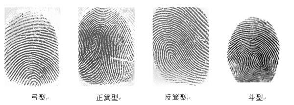 3,弓形纹:有的纹形像弓一样.