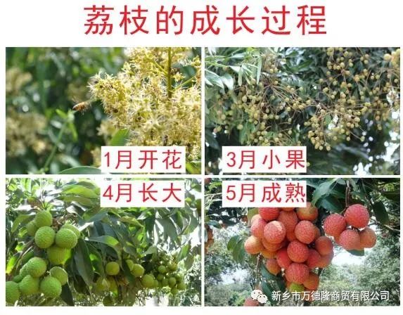 原产地直采白腊荔枝致力让您品尝到原汁原味原产地荔枝