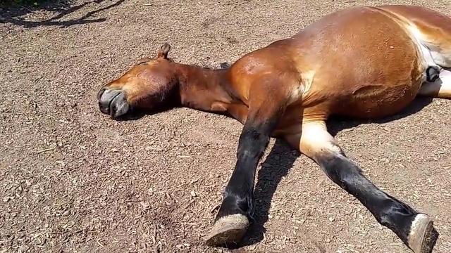 侧倒在地的一匹熟睡的骏马