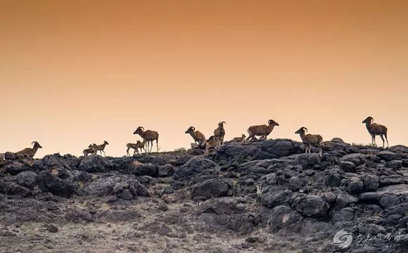 头条赞苏尼特左旗及时救助了一只成年母盘羊