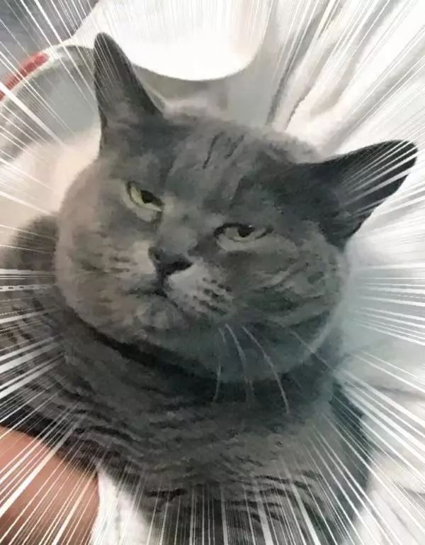 崩溃了超萌小灰猫长大变巨胖剪指甲时呆头呆脑的