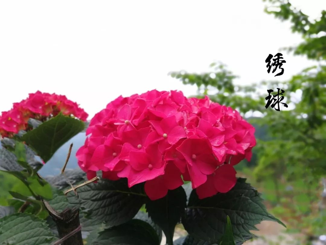 植物日记丨给城市孩子的礼物见识一下大自然