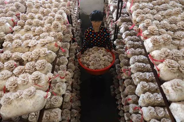 40天12次新华社分别报道了临西哪些事