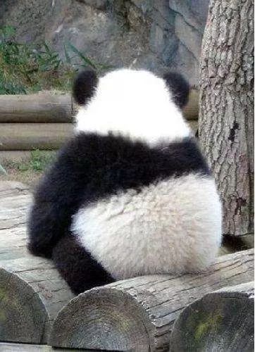 全世界对熊猫的爱大概就是:94葫芦童声原创作品《熊猫》又萌又燃又