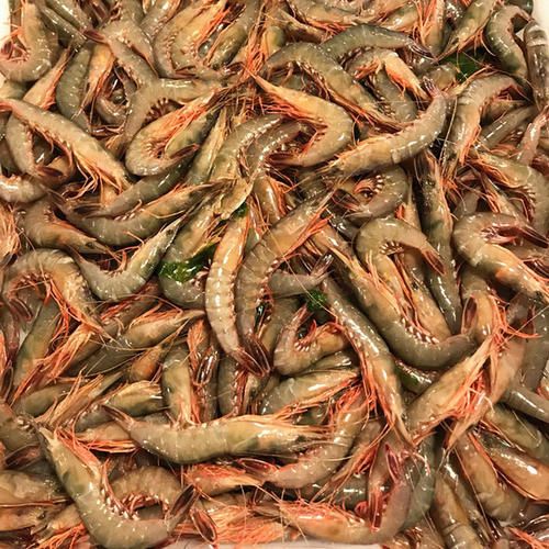 在徐闻能吃到的75种海鲜你吃过多少种