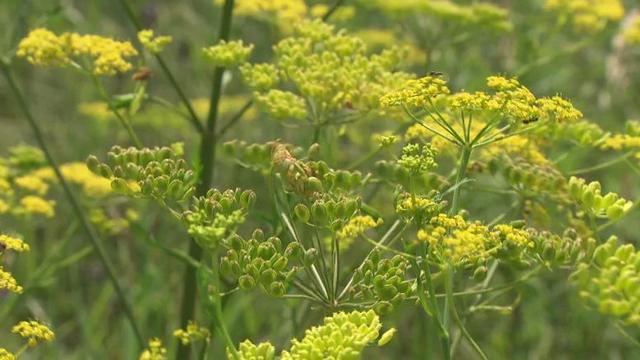 溫村這些路邊的野花你別採有毒燒傷失明致死千萬別碰