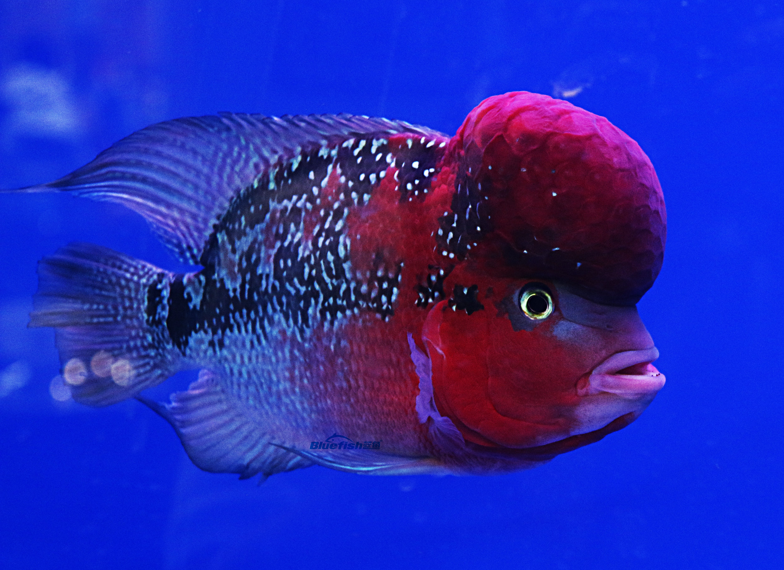 一,环境:罗汉鱼比较爱打,对于我们养护的过程中,尽