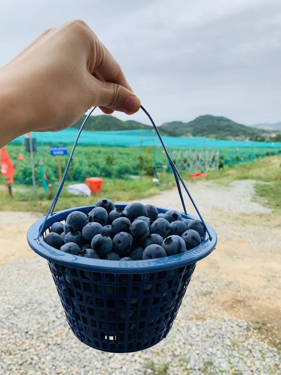 镇泊戈样村联系人:虞秀伦联系方式:13780070111视频 周永利 欧乔娜 俞