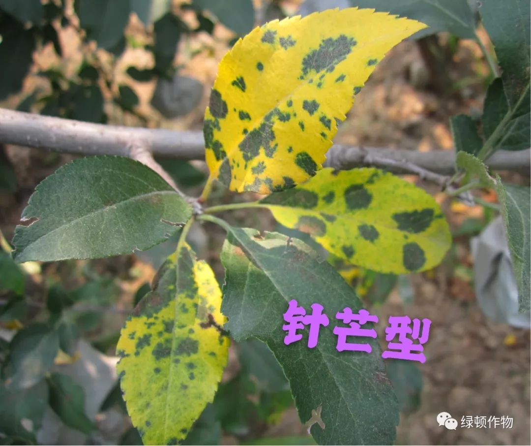 苹果褐斑病是导致苹果中后期大量落叶的罪魁祸首,近年来对苹果生产