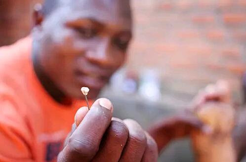 蚤在产卵后,其尸体会遗留在宿主的皮下组织中腐烂,造成皮肤上的坑状