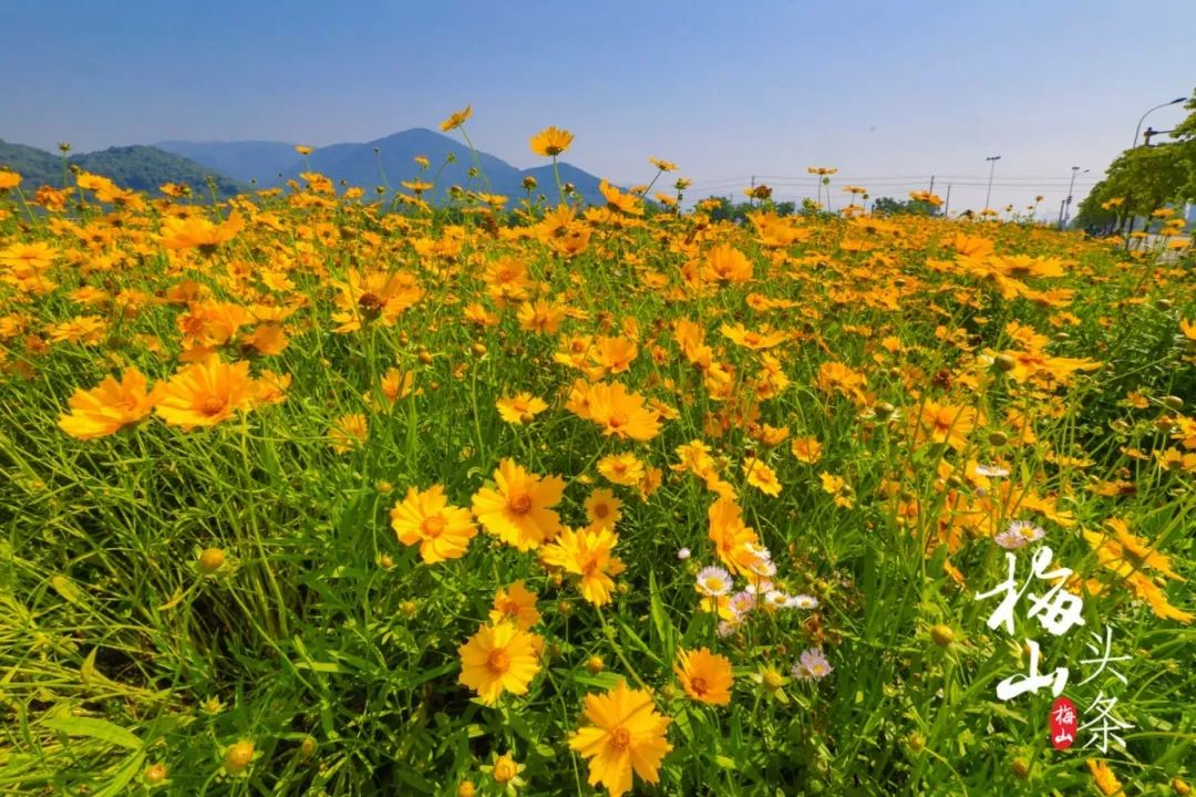 梅山成片成片的花海,目测要刷爆朋友圈!