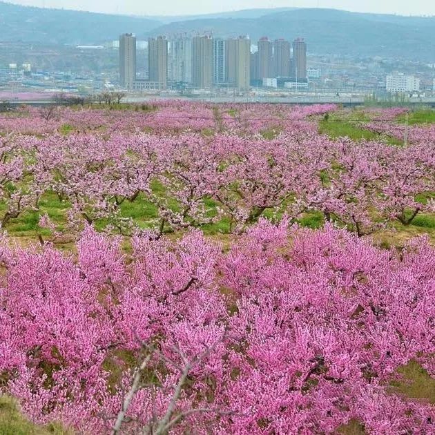 林果产业已经成为了秦安县脱贫攻坚的重要抓手,而这其中的万亩桃园更