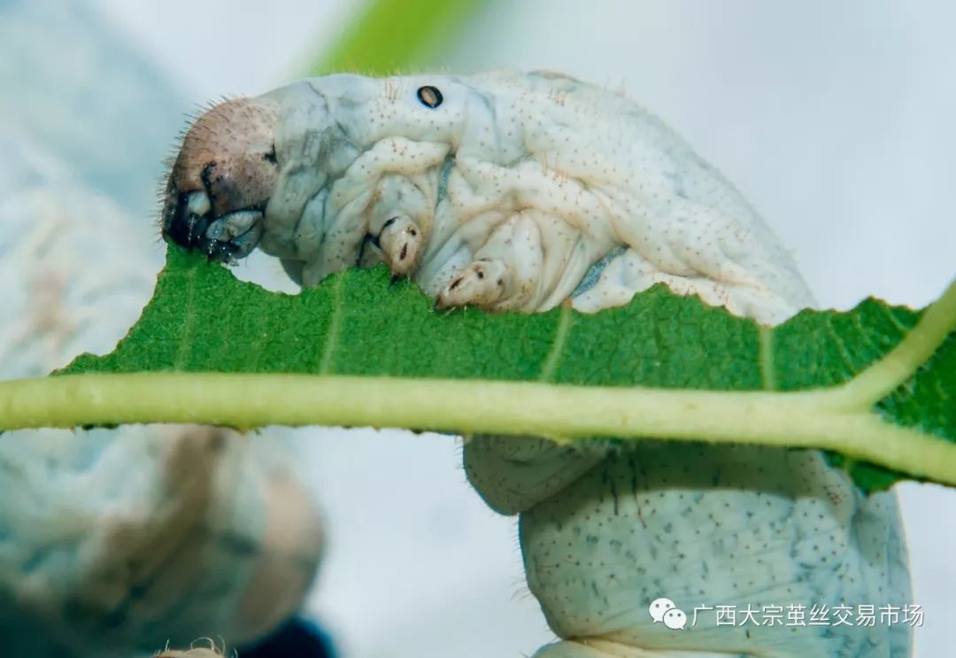 中农茧丝预祝蚕宝宝六一儿童节快乐摄影大赏
