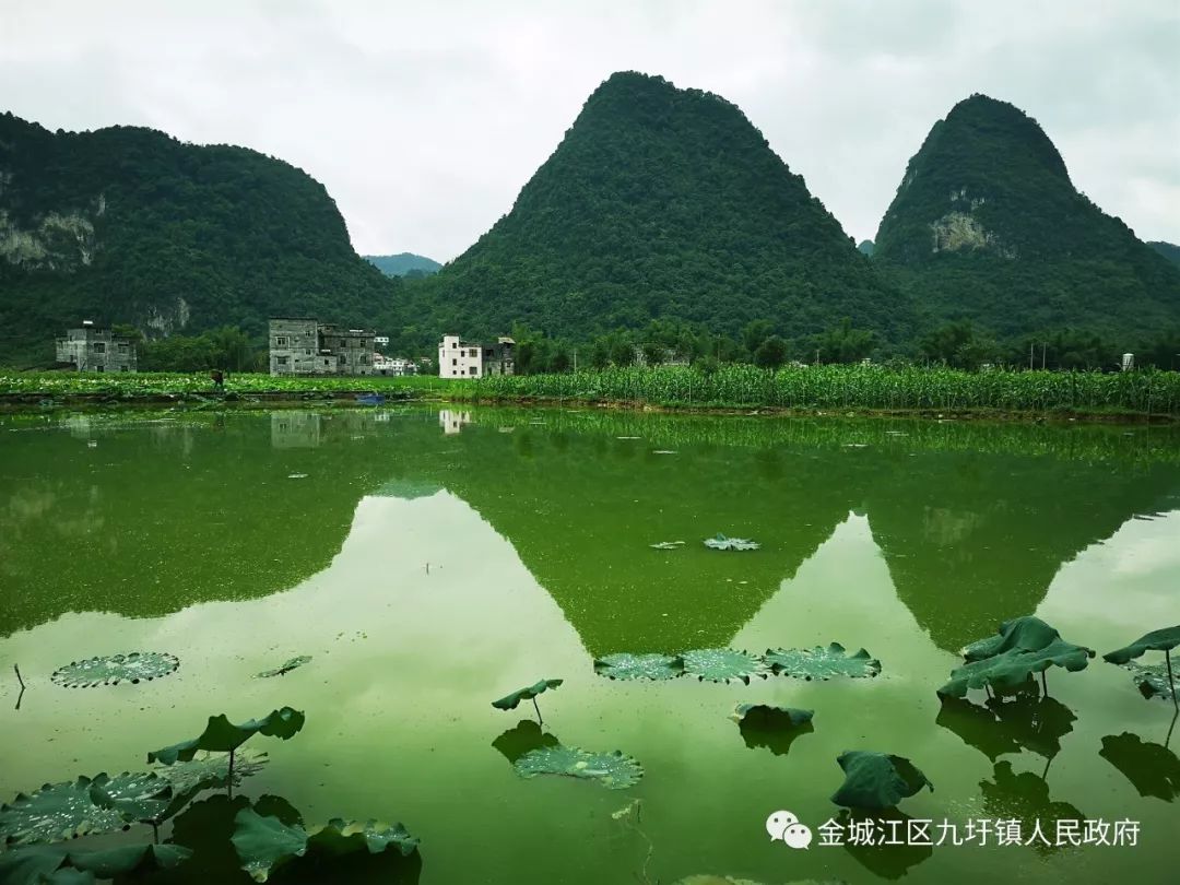 自治区文化和旅游厅专家到九圩镇指导旅游产业项目建设