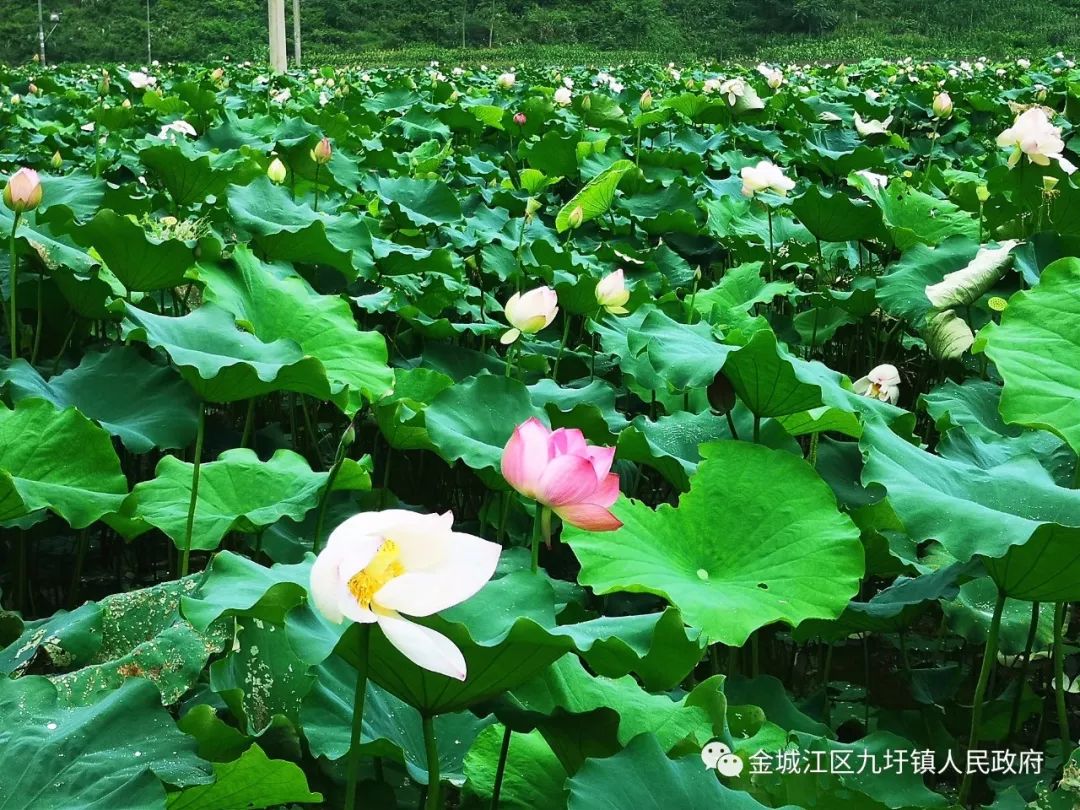 自治区文化和旅游厅专家到九圩镇指导旅游产业项目建设
