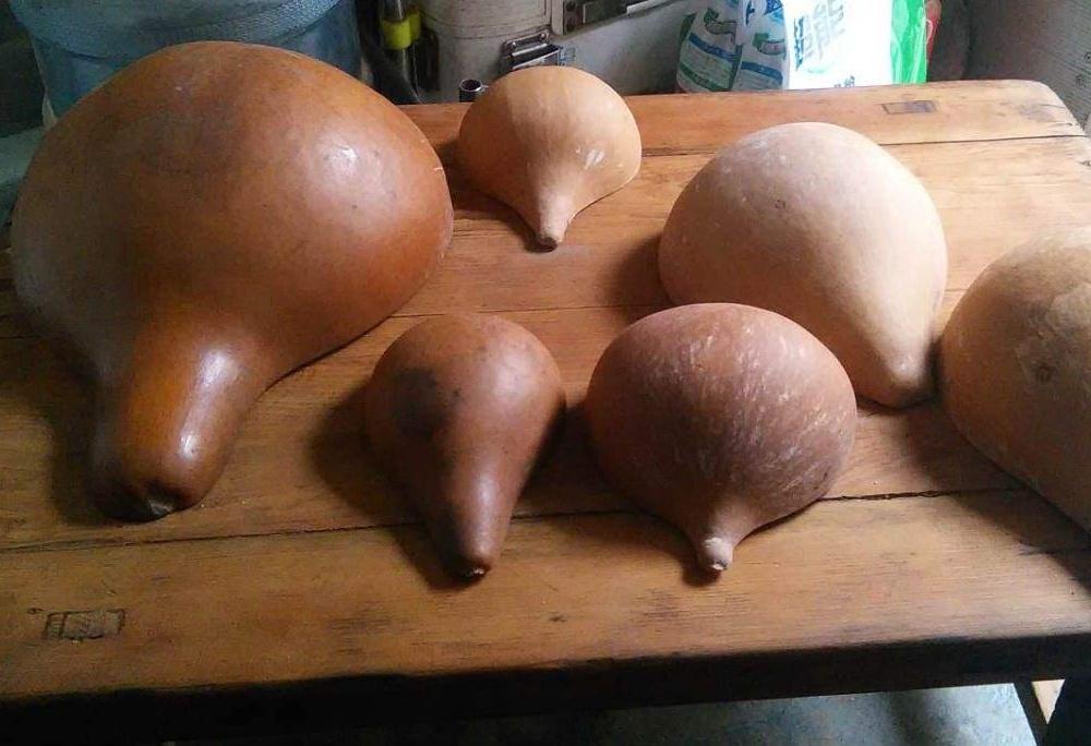 原创70年代农村几乎家家都种用它做水瓢很好用现在很少见了