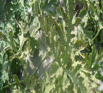 原创西瓜细菌性叶枯病大面积发生病情重宜复配用药连续防治23次