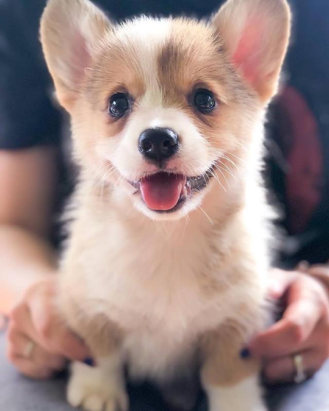 毛孩子就应该无忧无虑专注卖萌一百年的柯基小朋友可爱到爆炸