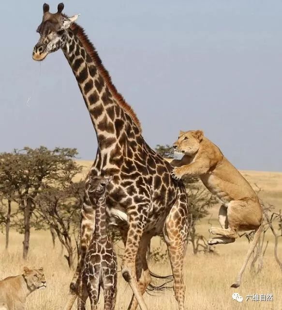 母长颈鹿架不住狮群狮子多终究无法保护小长颈鹿
