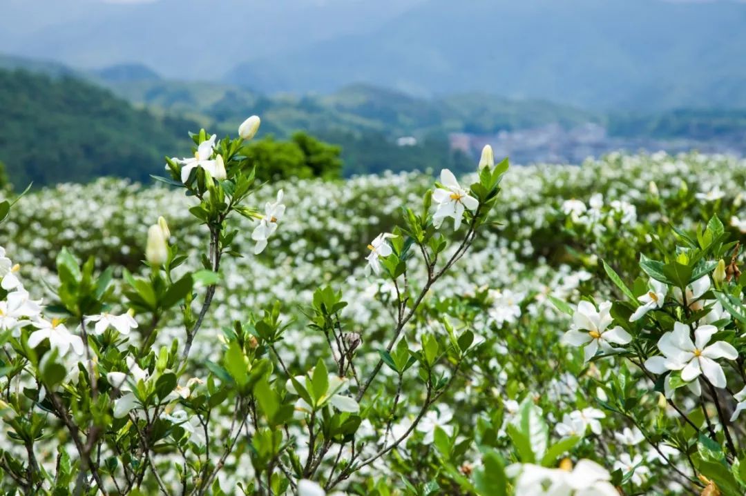 万亩栀子花海即将怒放,这两处花香地可不要错过!_彭溪