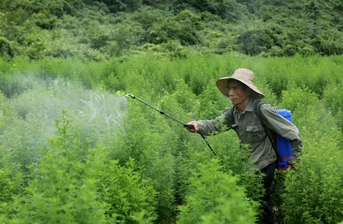 毒死蜱草甘膦啶蟲脒等常用農藥的不足之處你都瞭解嗎