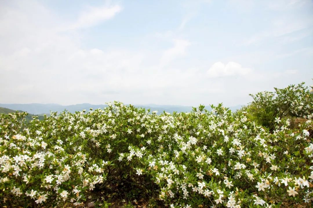 万亩栀子花海即将怒放,这两处花香地可不要错过!
