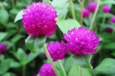 千日红的养殖技术_土壤