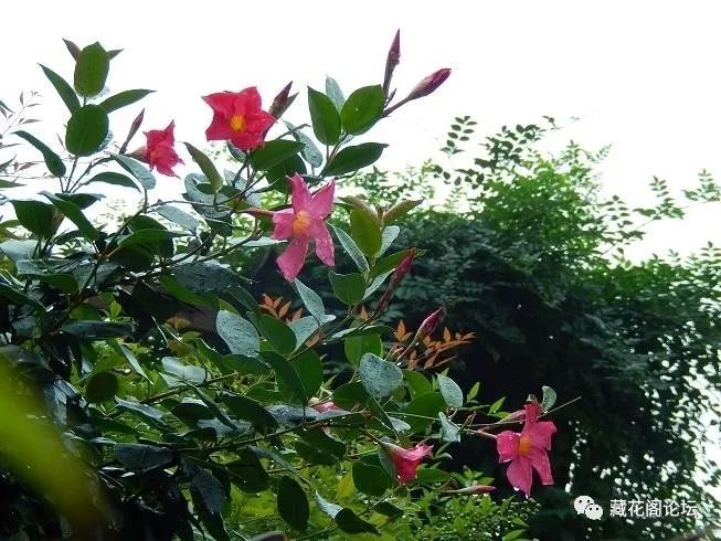 花園精彩回顧墨野山居二