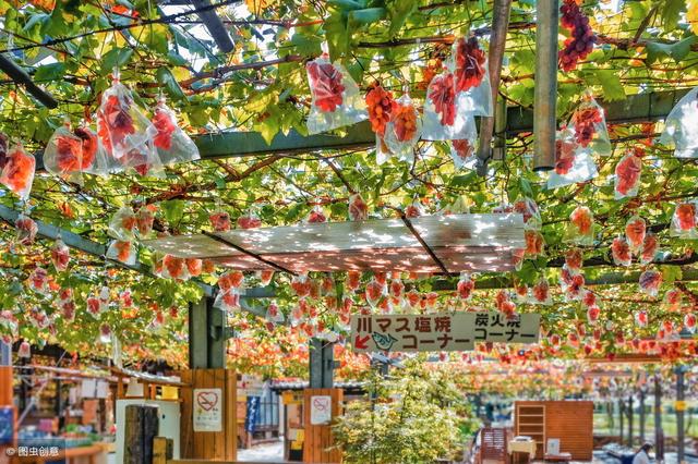 在日本农民的收入竟然是最高的分享良农学习考察之旅所见所闻