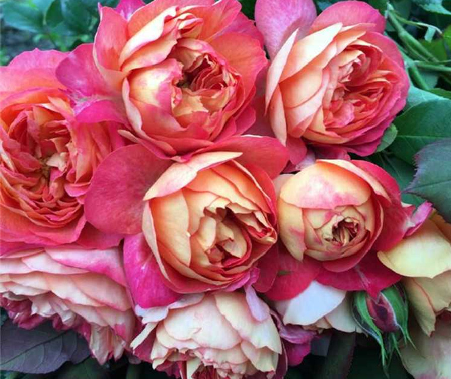 藤本浪漫宝贝月季生长迅速夏花标准花量大两年爬满拱门