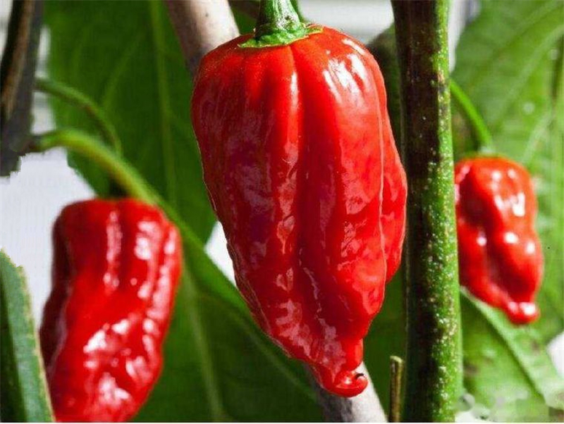印度有种辣椒500元一斤,5个就能辣死一头牛,却能治胃病 _魔鬼